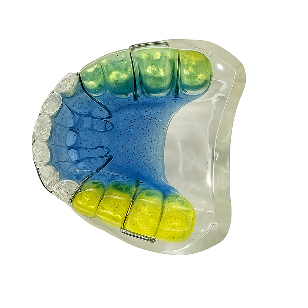 iDENTical Orthodontic Model With Multicolor Retainer M3011