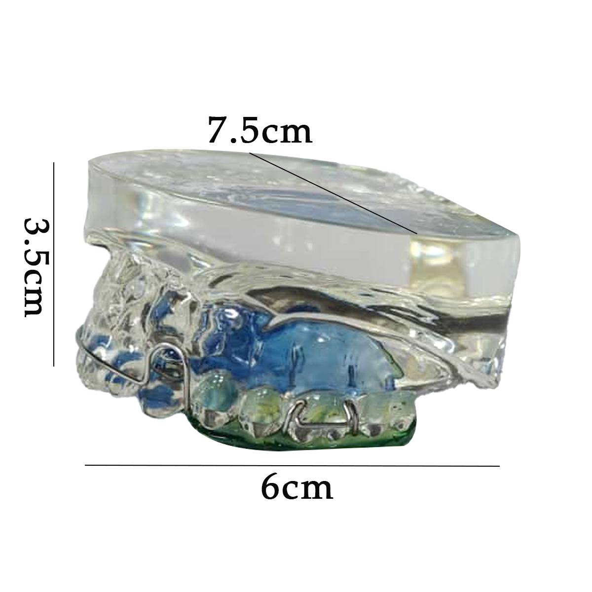 iDENTical Orthodontic Model With Multicolor Retainer M3011