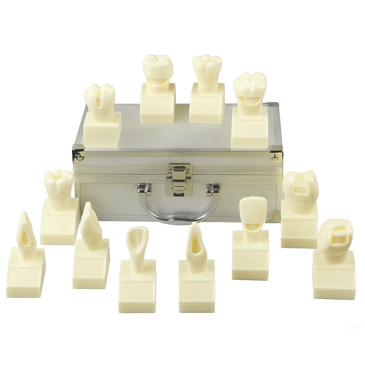 IDENTical Cavity Demonstration Model For Pre - Clinical Training 4X Size - Set of 12 M7025