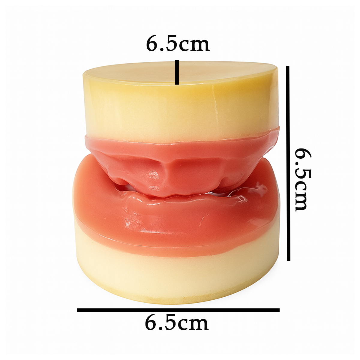 iDENTical Implant Practice Edentulous Model For Overdenture M2053
