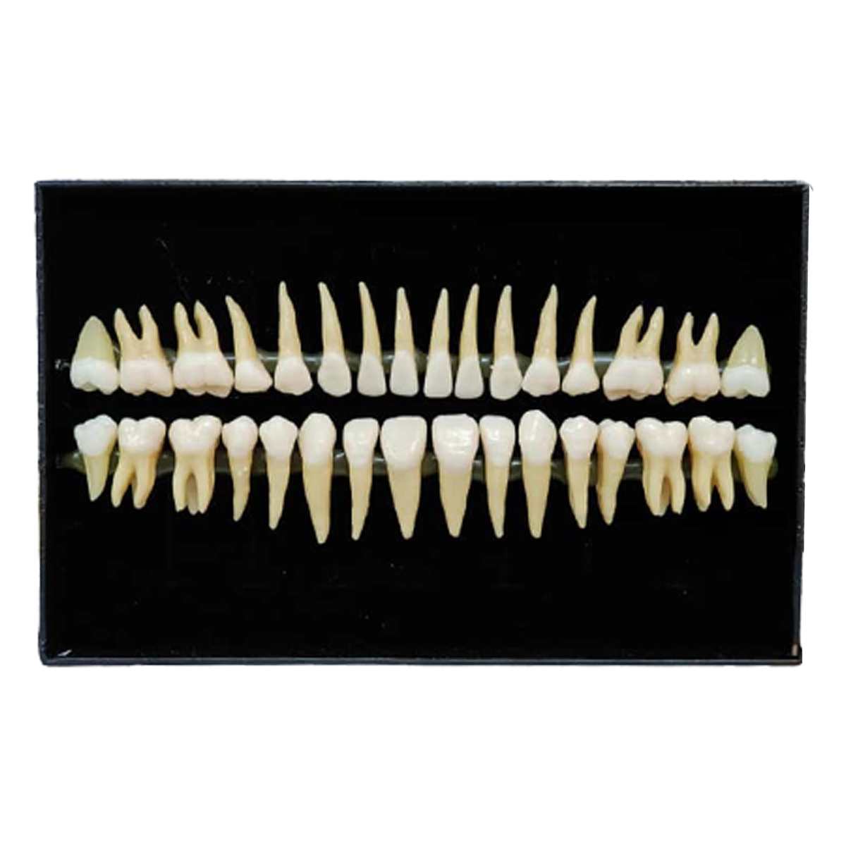 iDENTical Individual Adult Model Teeth - Set of 32 M7022