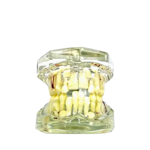 iDENTical Mixed Dentition Model M7015