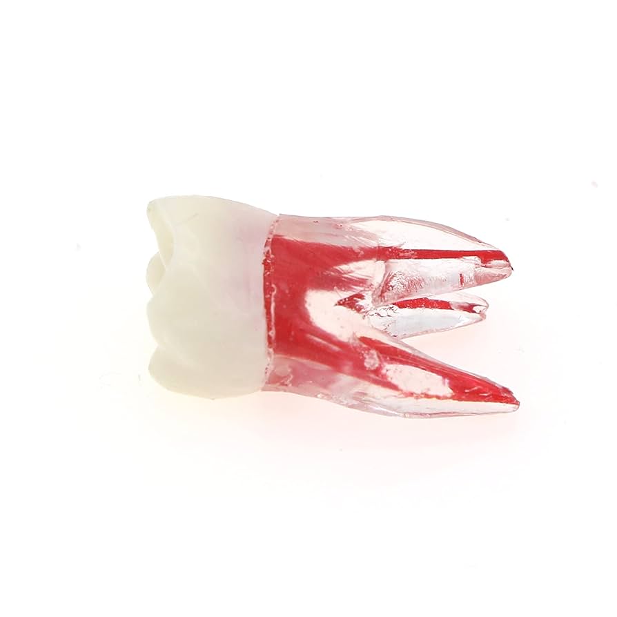 iDENTical Deciduous Root Canal (RCT) Practice Tooth Model M8007 - Primary