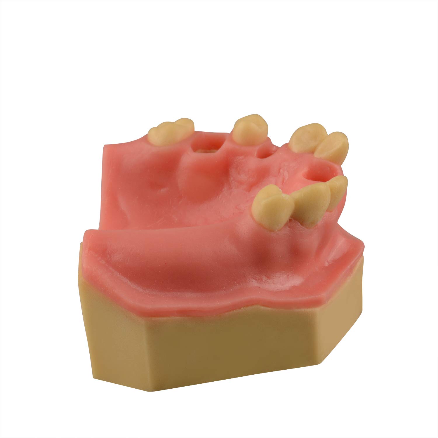 iDENTical Immediate Implant Practice Model With Sinus & Extraction Sockets M2044