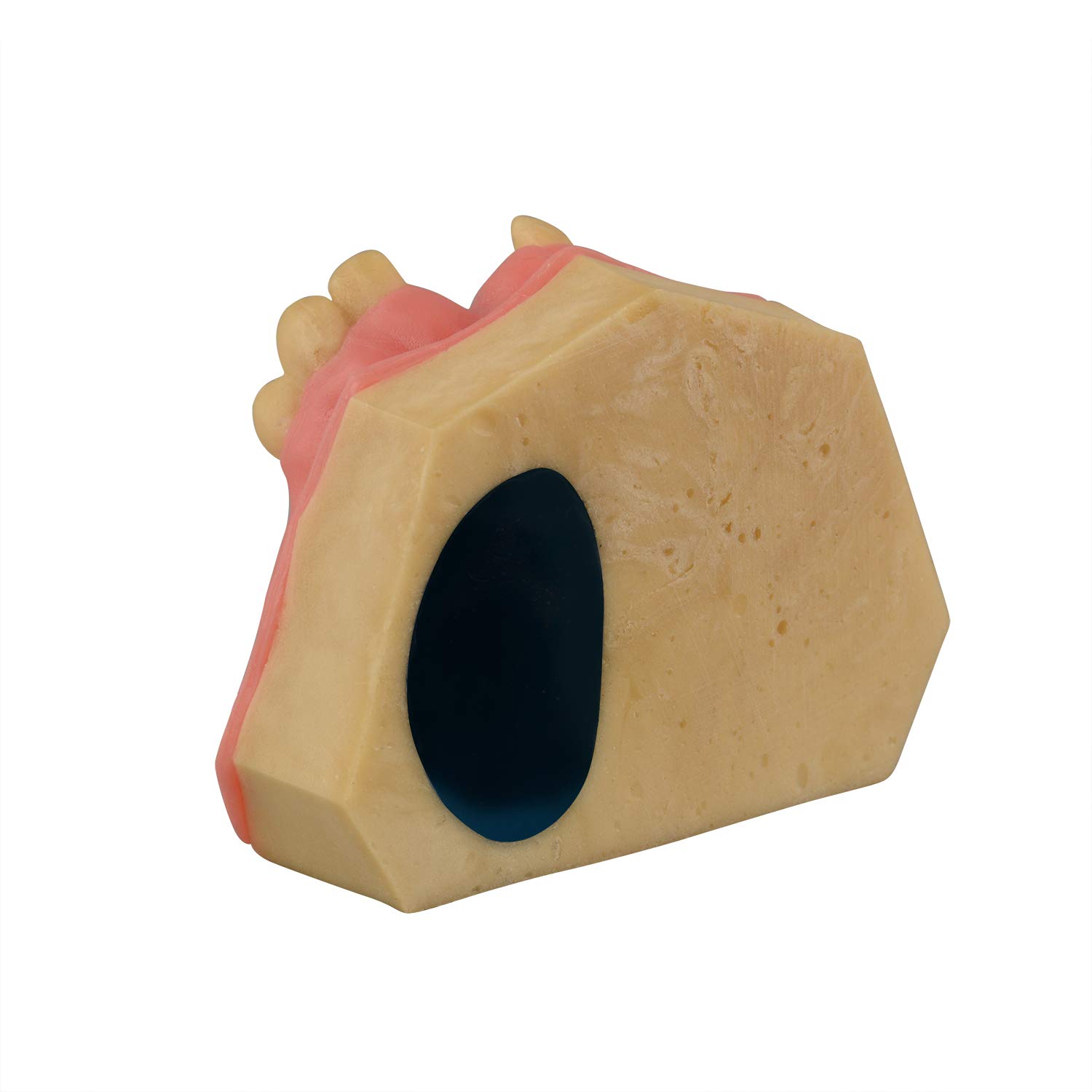 iDENTical Immediate Implant Practice Model With Sinus & Extraction Sockets M2044