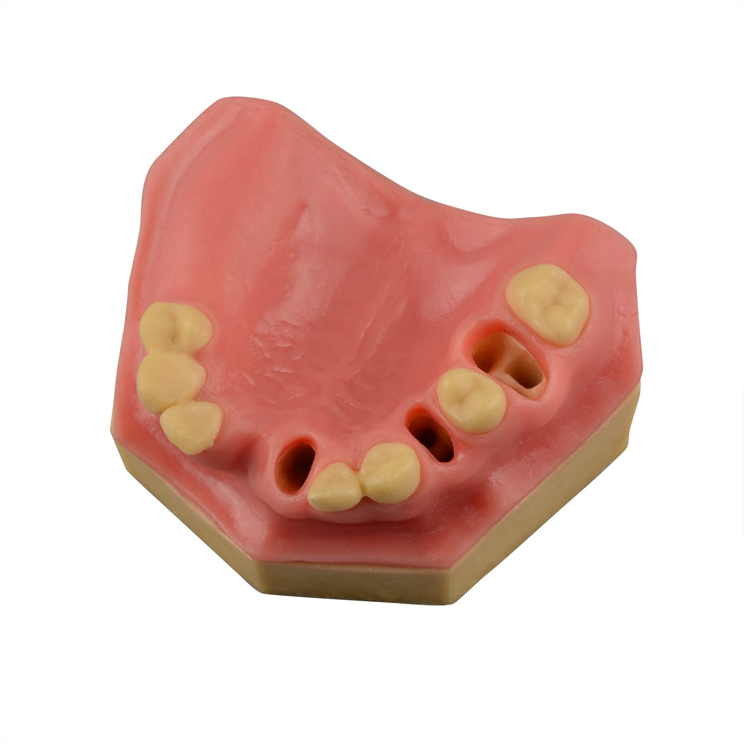 iDENTical Immediate Implant Practice Model With Sinus & Extraction Sockets M2044