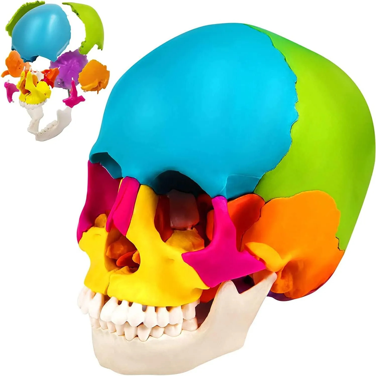 iDENTical Anatomical Skull Model Colored With Magnet M5015