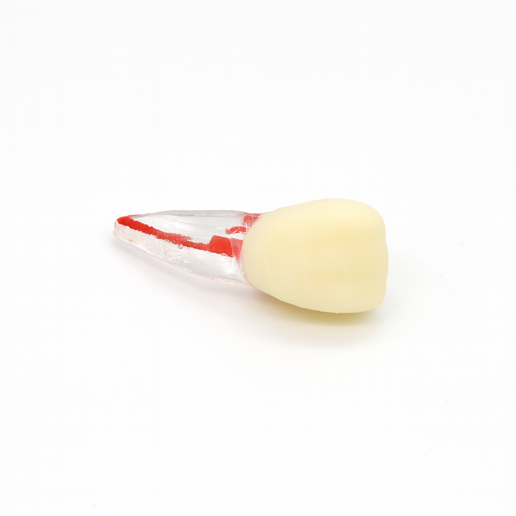 iDENTical Root Canal (RCT) Practice Tooth Model - Set Of 28 M8007 