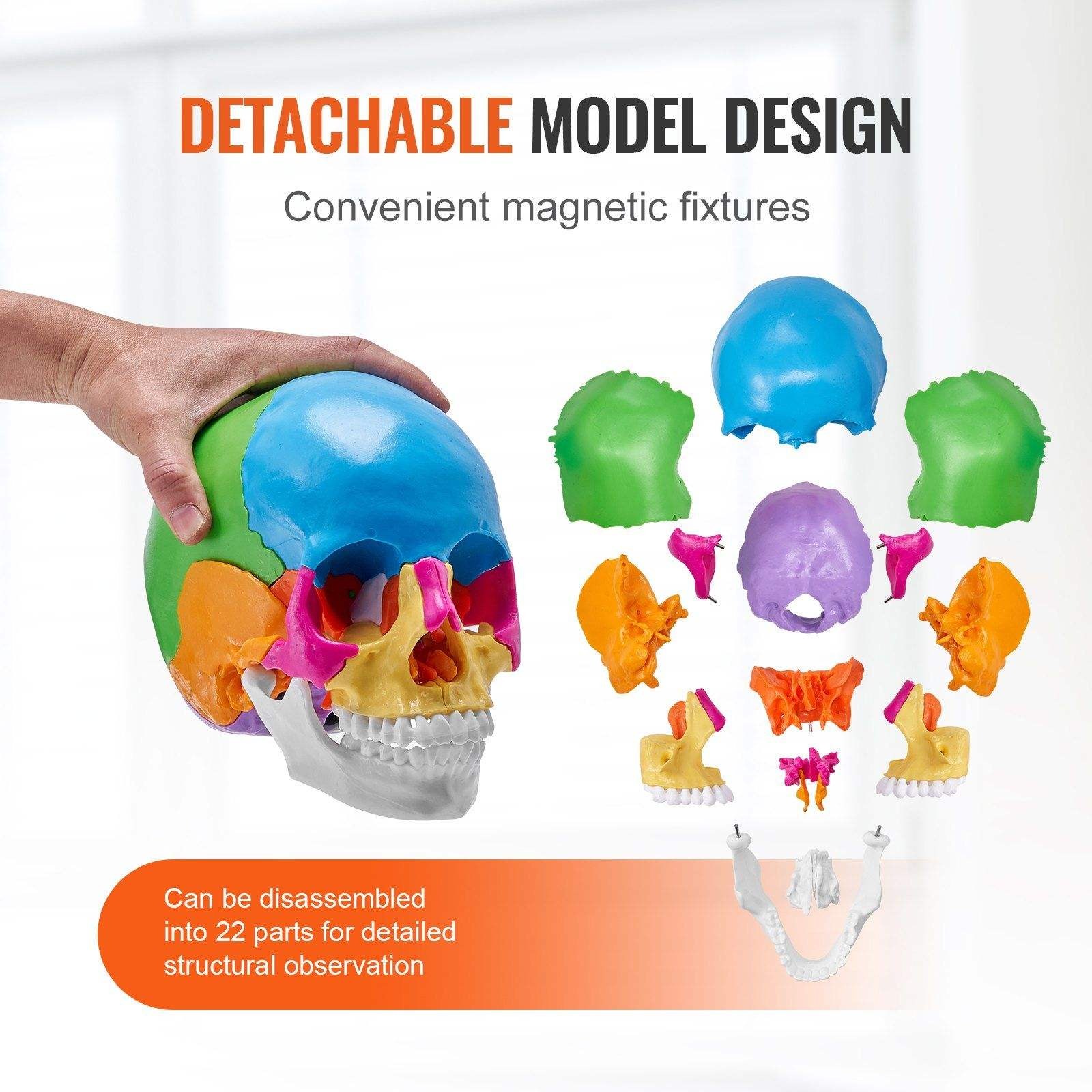 iDENTical Anatomical Skull Model Colored With Magnet M5015