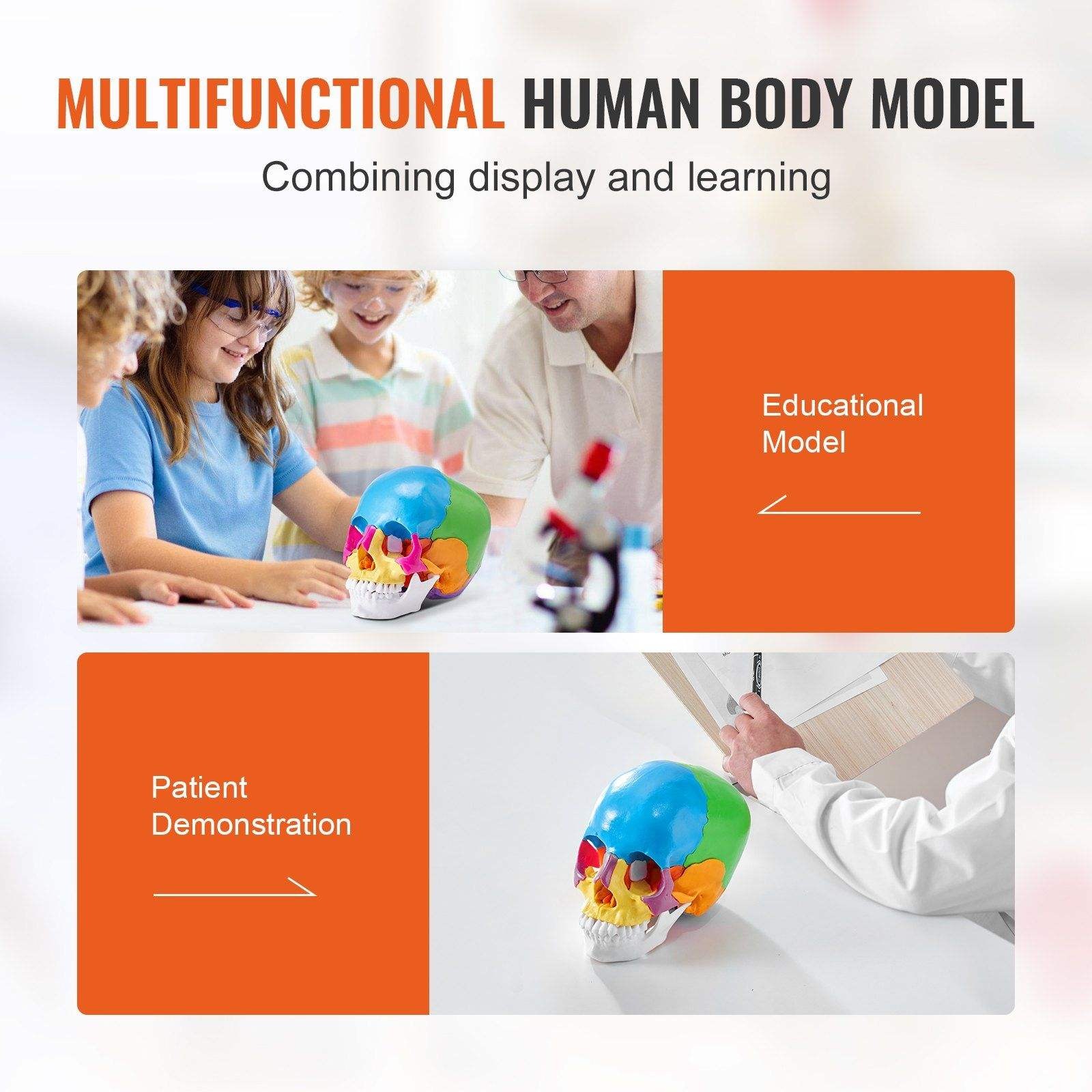 iDENTical Anatomical Skull Model Colored With Magnet M5015