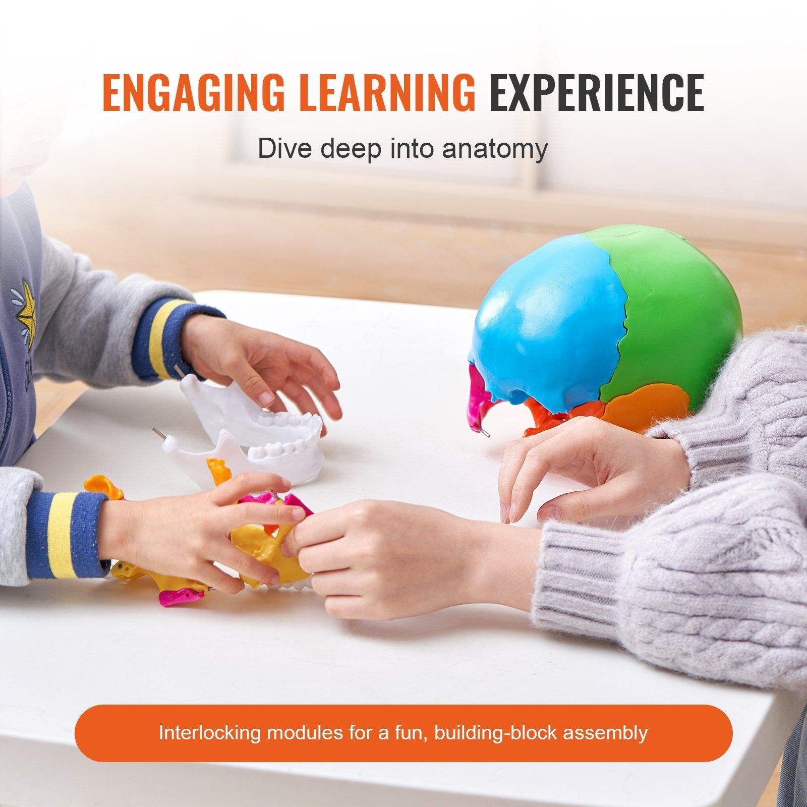 iDENTical Anatomical Skull Model Colored With Magnet M5015