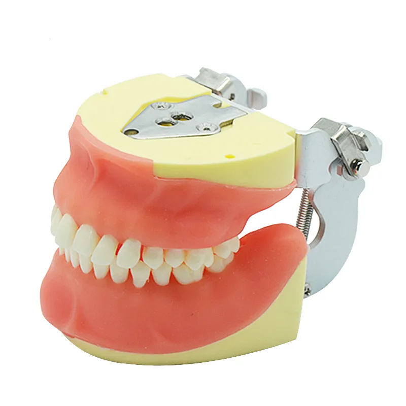 iDENTical Oral Surgery Training Model M4026