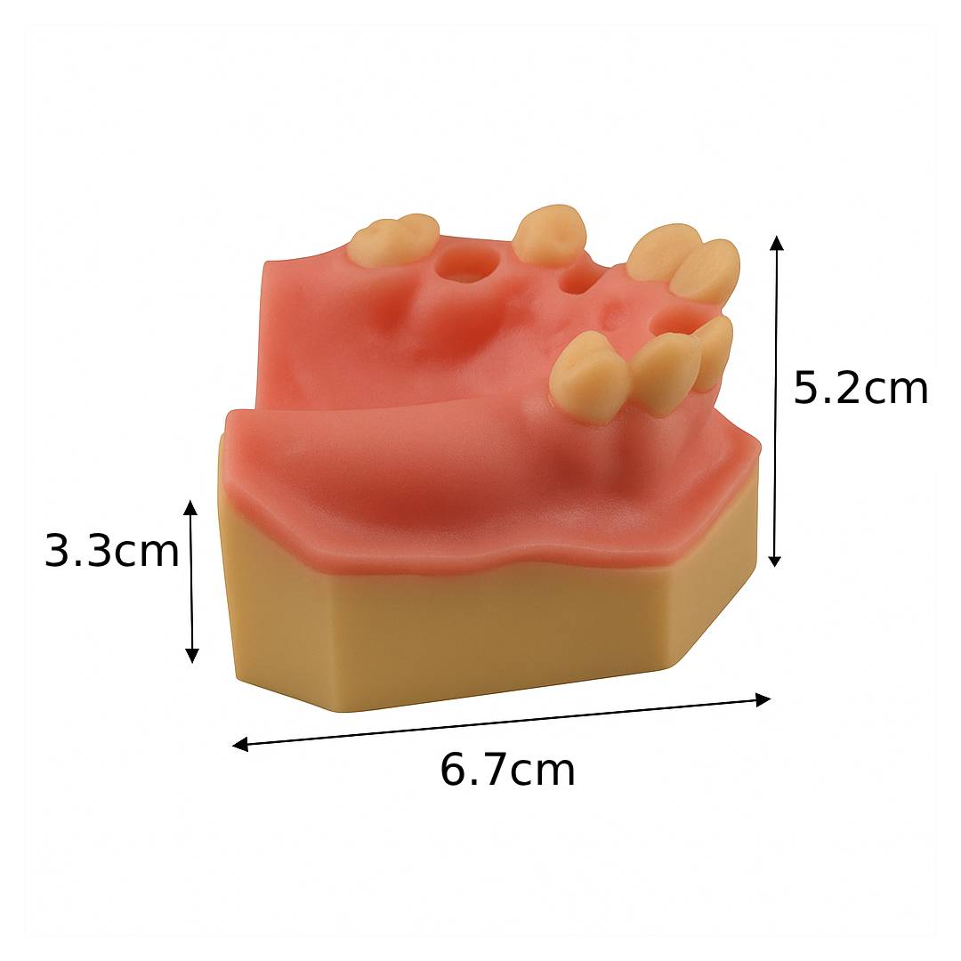 iDENTical Immediate Implant Practice Model With Sinus & Extraction Sockets M2044
