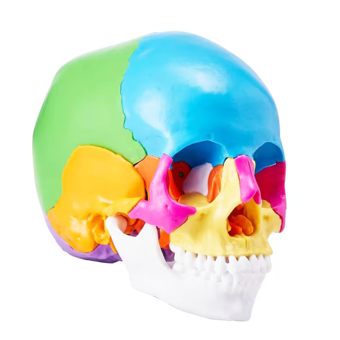 iDENTical Anatomical Skull Model Colored With Magnet M5015