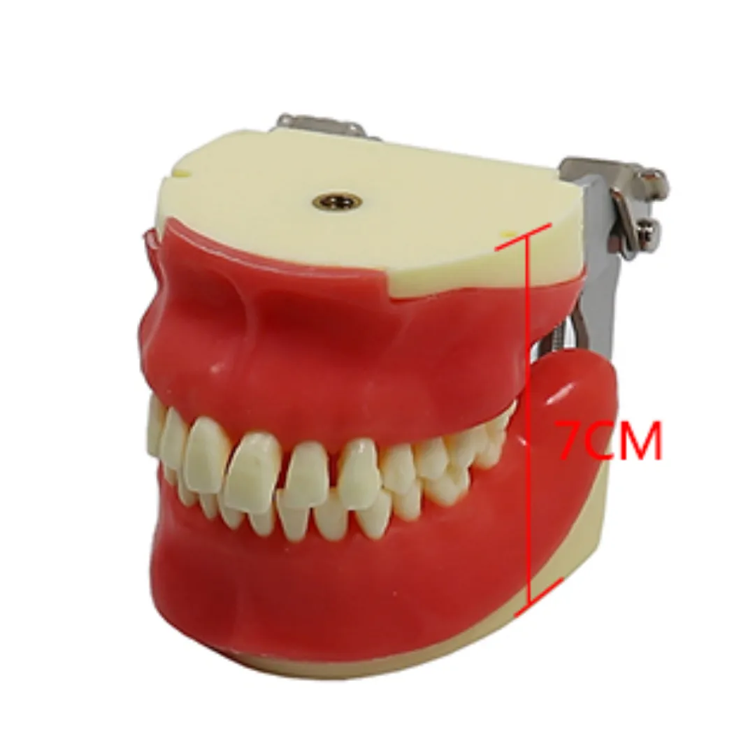 iDENTical Oral Surgery Training Model M4026