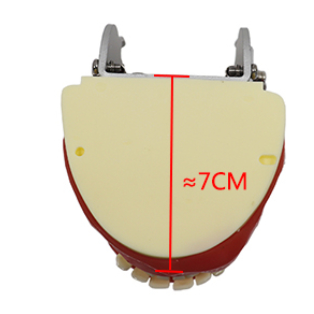 iDENTical Oral Surgery Training Model M4026