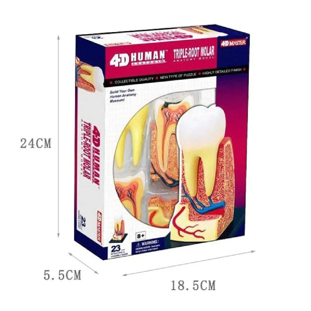 iDENTical Anatomical 3D Molar Model Colored M7036