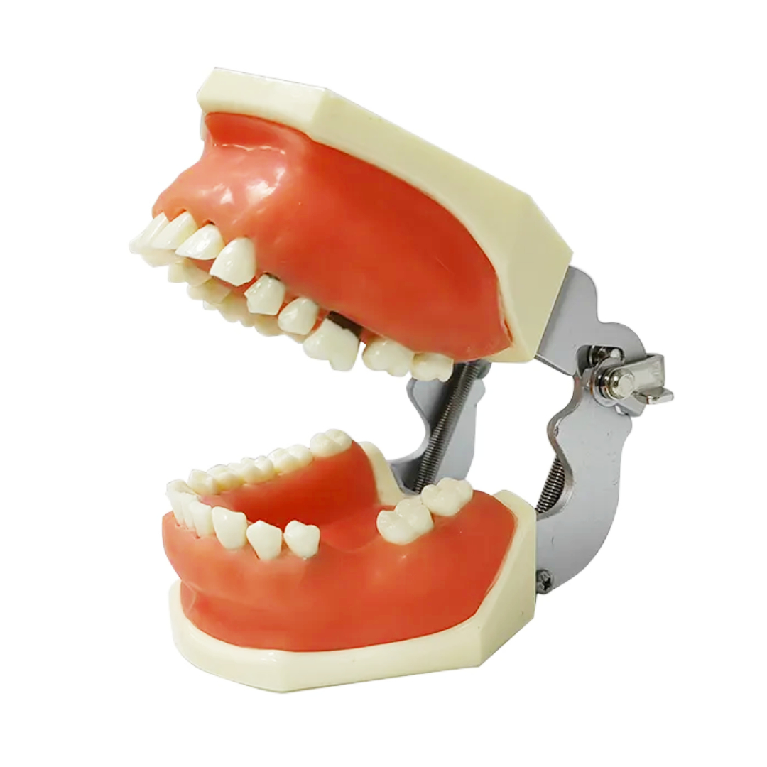 iDENTical Periodontal Practice Model M4027