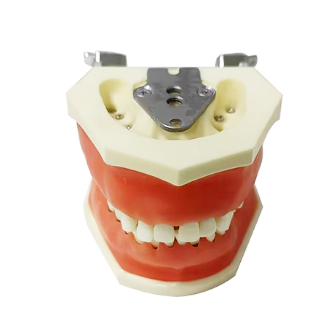 iDENTical Periodontal Practice Model M4027