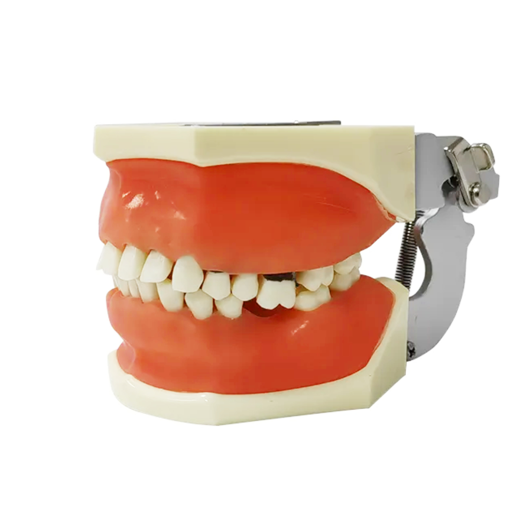 iDENTical Periodontal Practice Model M4027