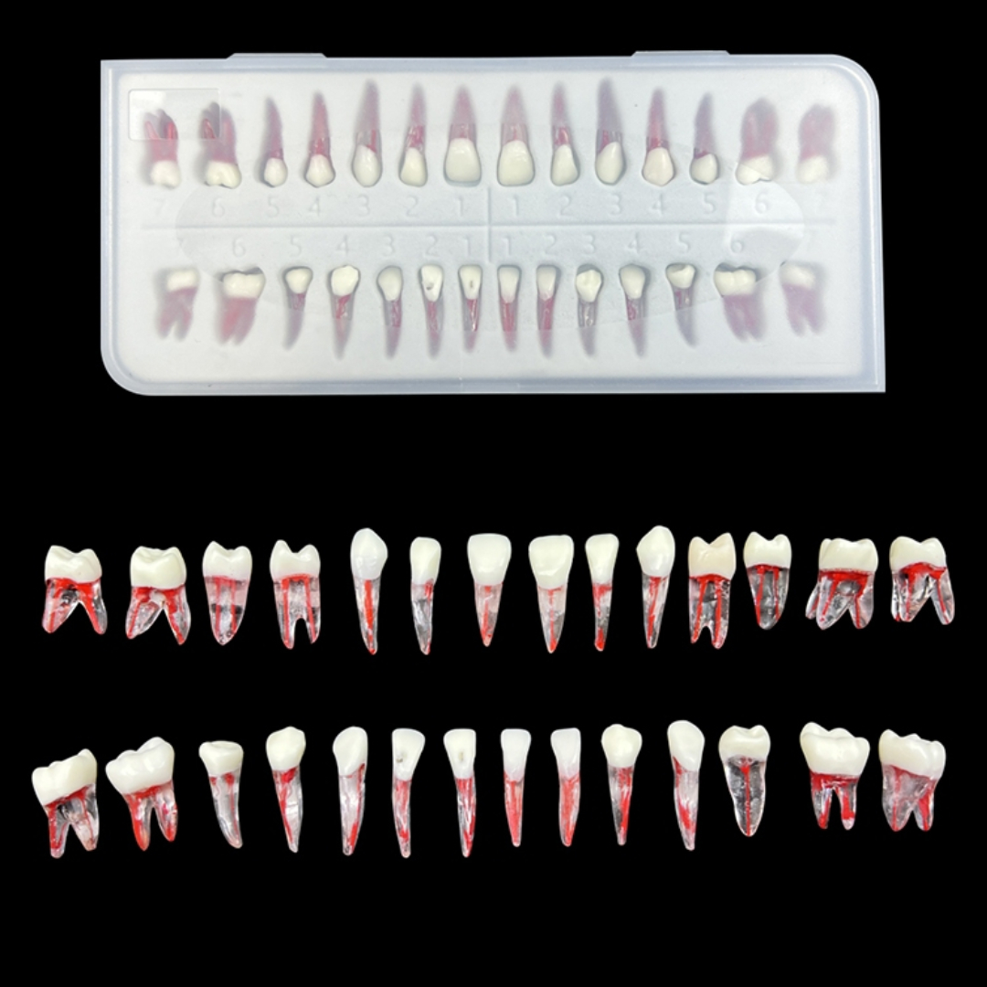 iDENTical Root Canal (RCT) Practice Tooth Model - Set Of 28 M8007 