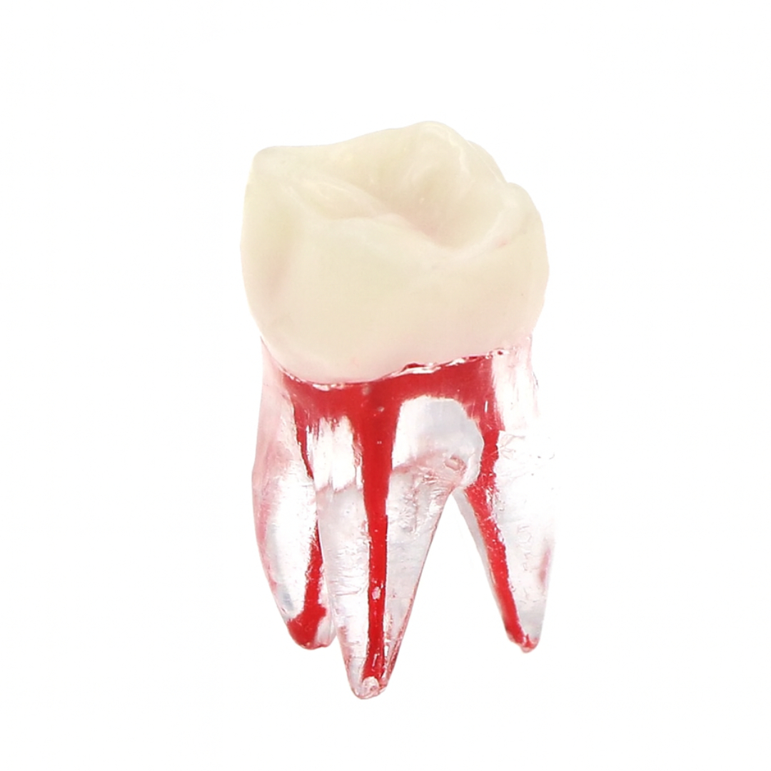 iDENTical Deciduous Root Canal (RCT) Practice Tooth Model M8007 - Primary