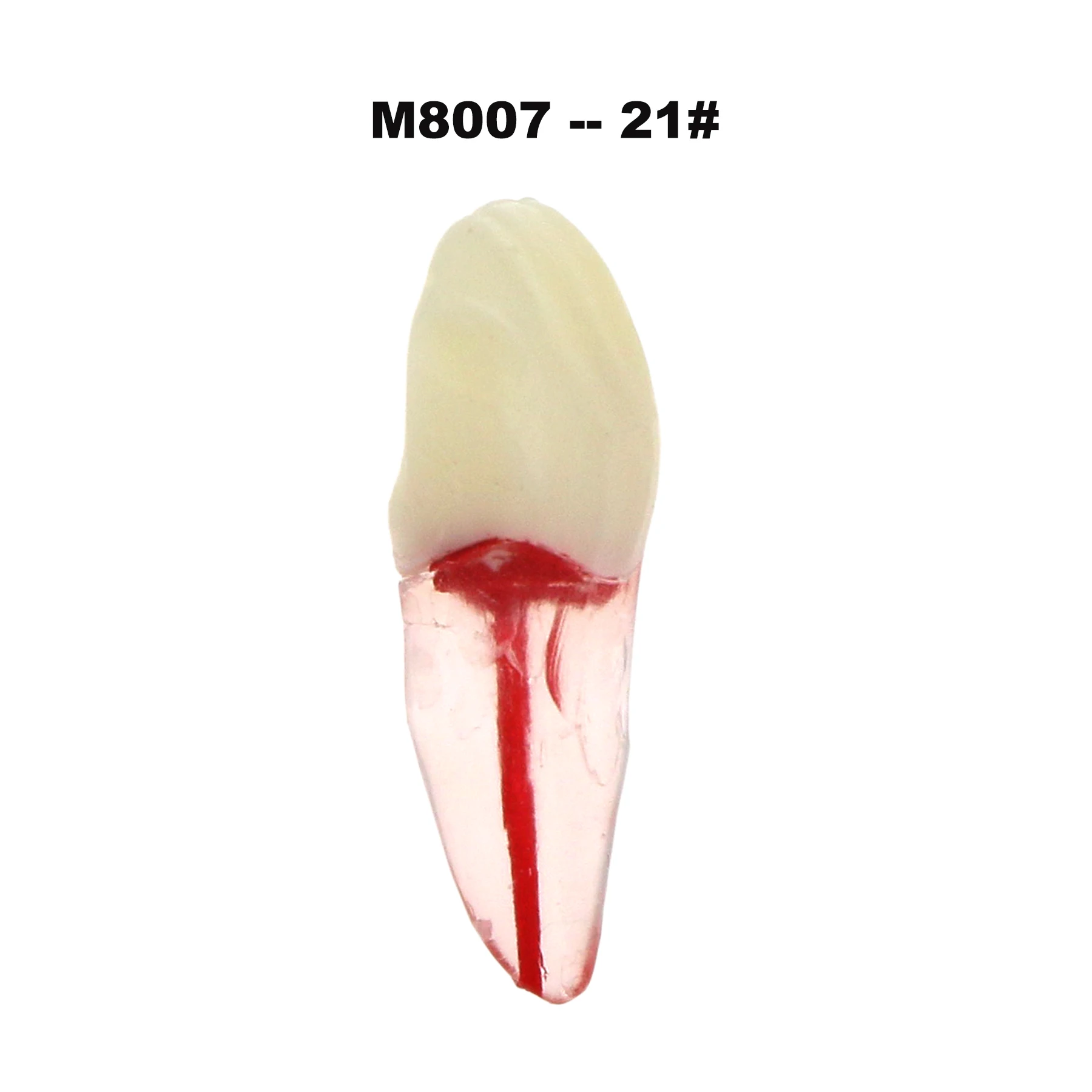 iDENTical Root Canal (RCT) Practice Tooth Model - Set Of 28 M8007 