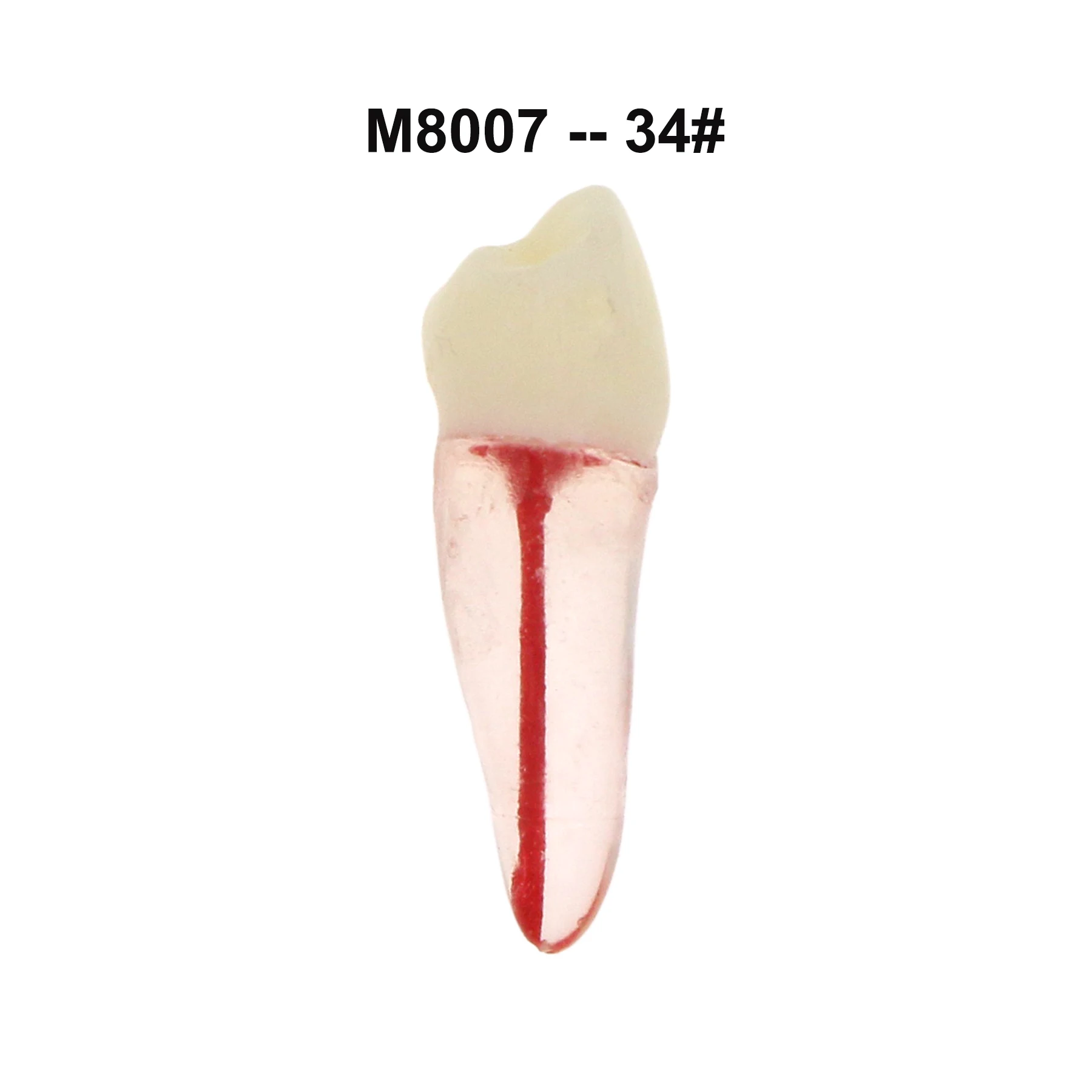 iDENTical Root Canal (RCT) Practice Tooth Model - Set Of 28 M8007 