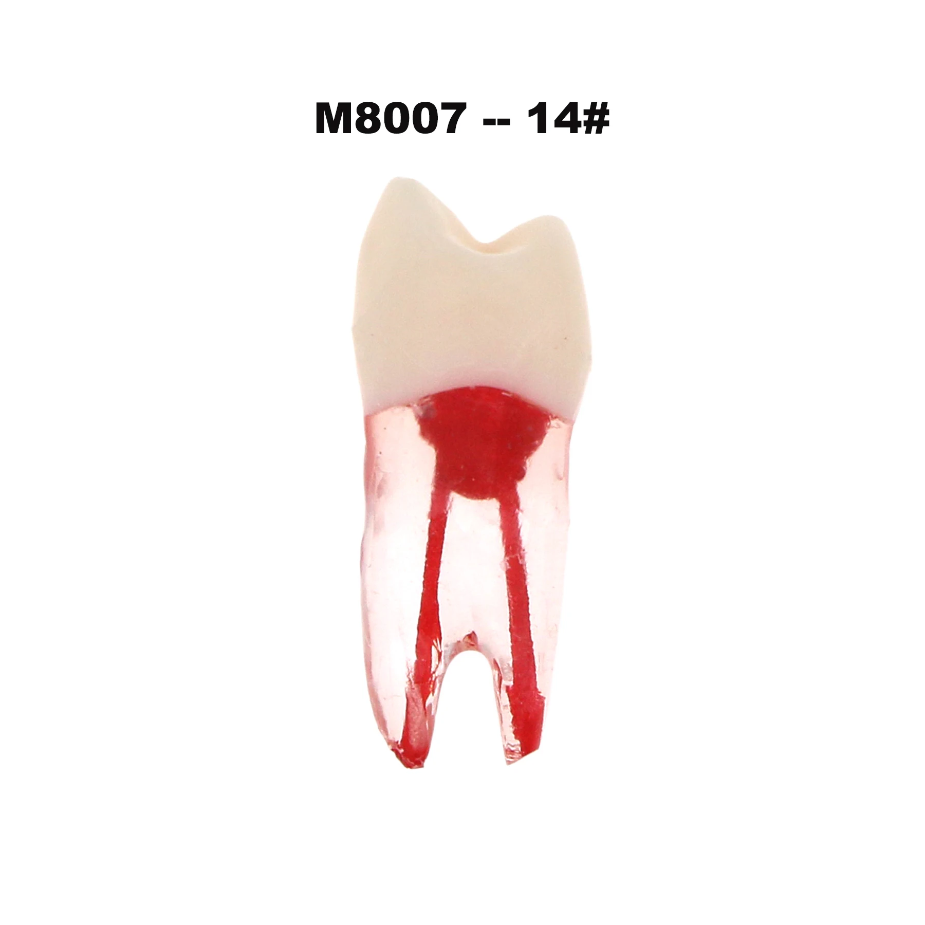 iDENTical Root Canal (RCT) Practice Tooth Model - Set Of 28 M8007 