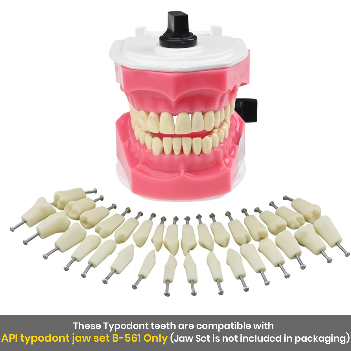 iDENTical Typodonts For Frasaco Type Jaw Set Individual M8022