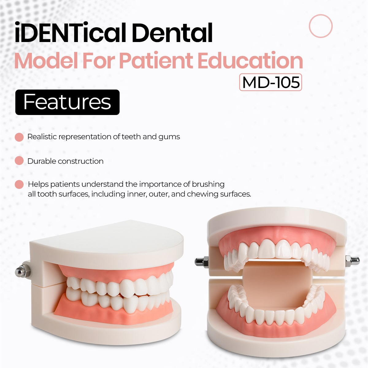 iDENTical Dental Model For Patient Education MD-105