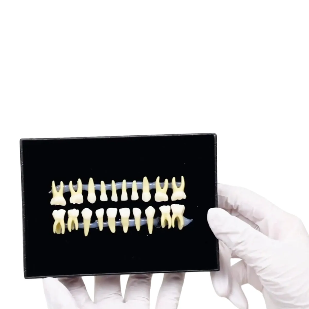 iDENTical Individual Deciduous Model Teeth - Set of 20 M7020