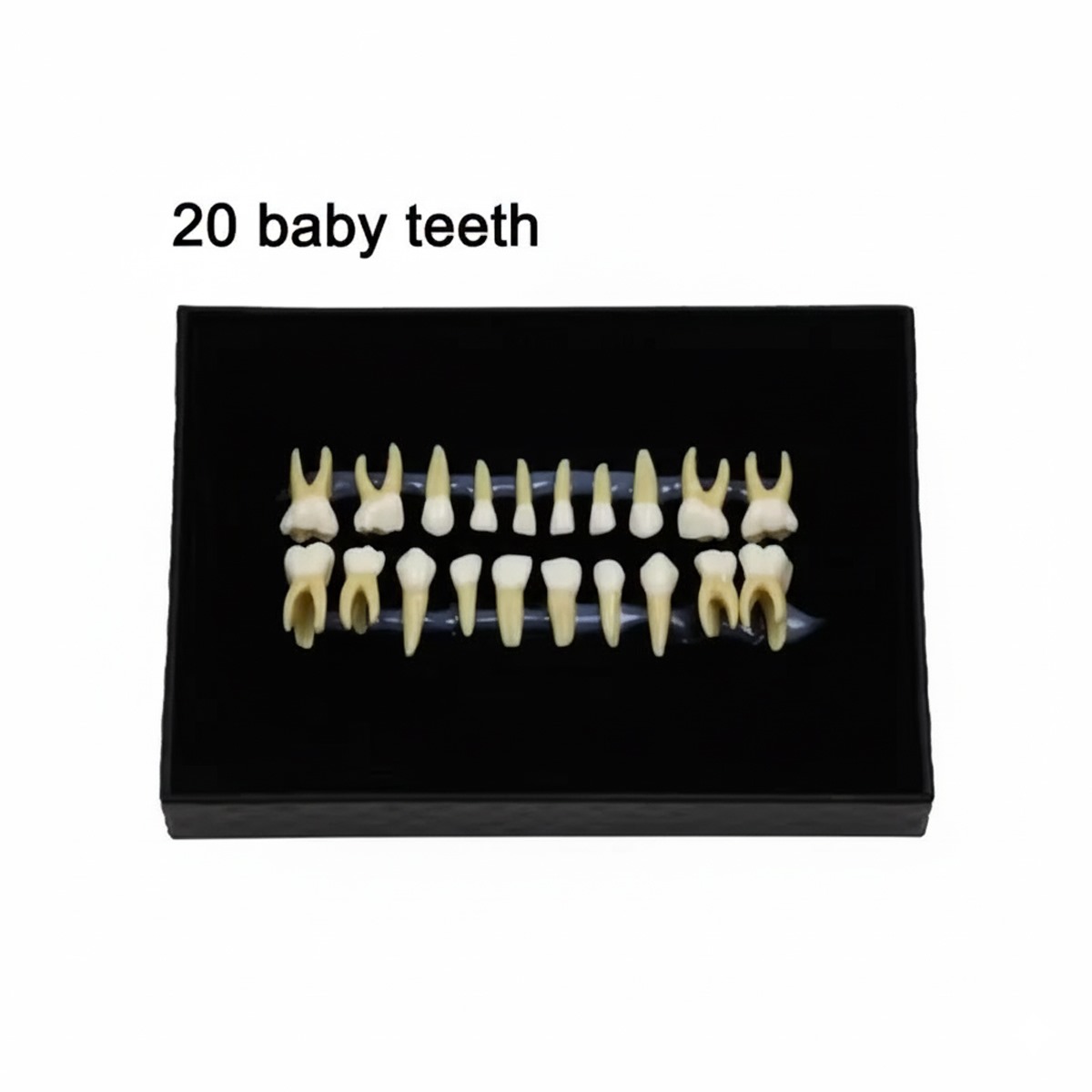 iDENTical Individual Deciduous Model Teeth - Set of 20 M7020
