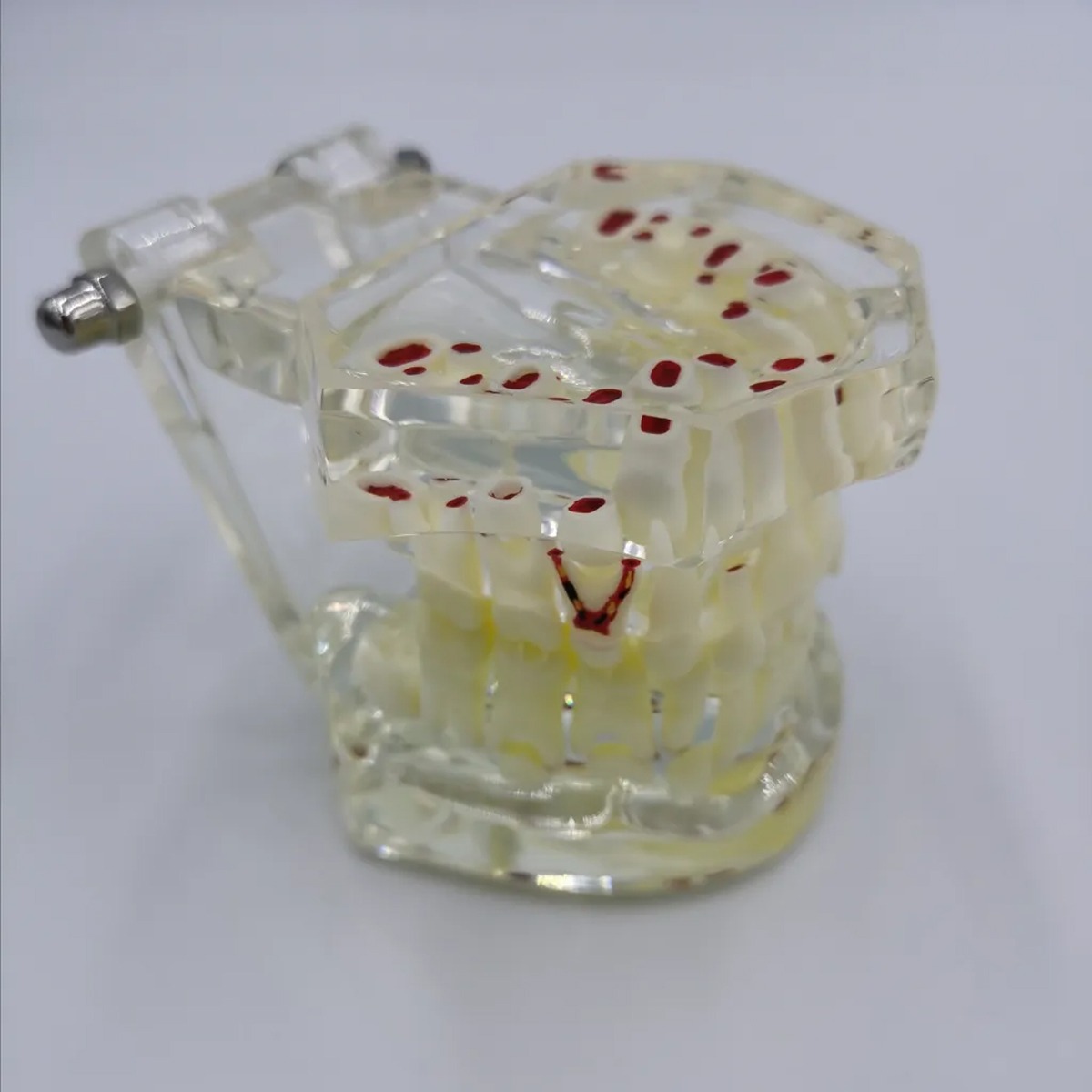 iDENTical Mixed Dentition Model M7015