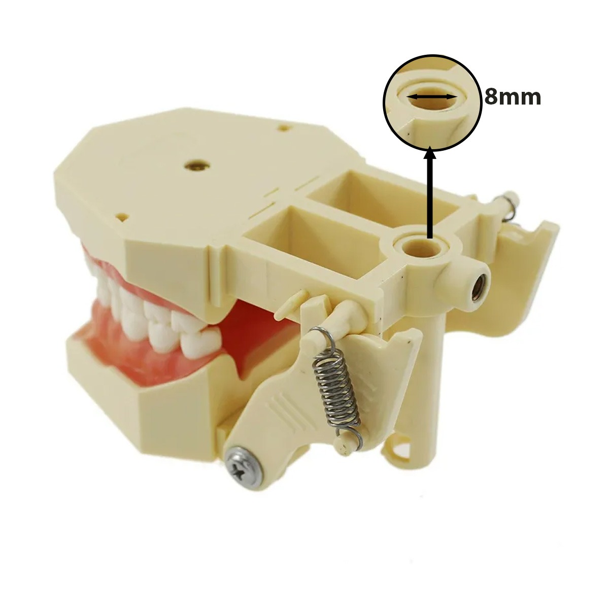 iDENTical Frasaco Type Typodont Jaw Set
