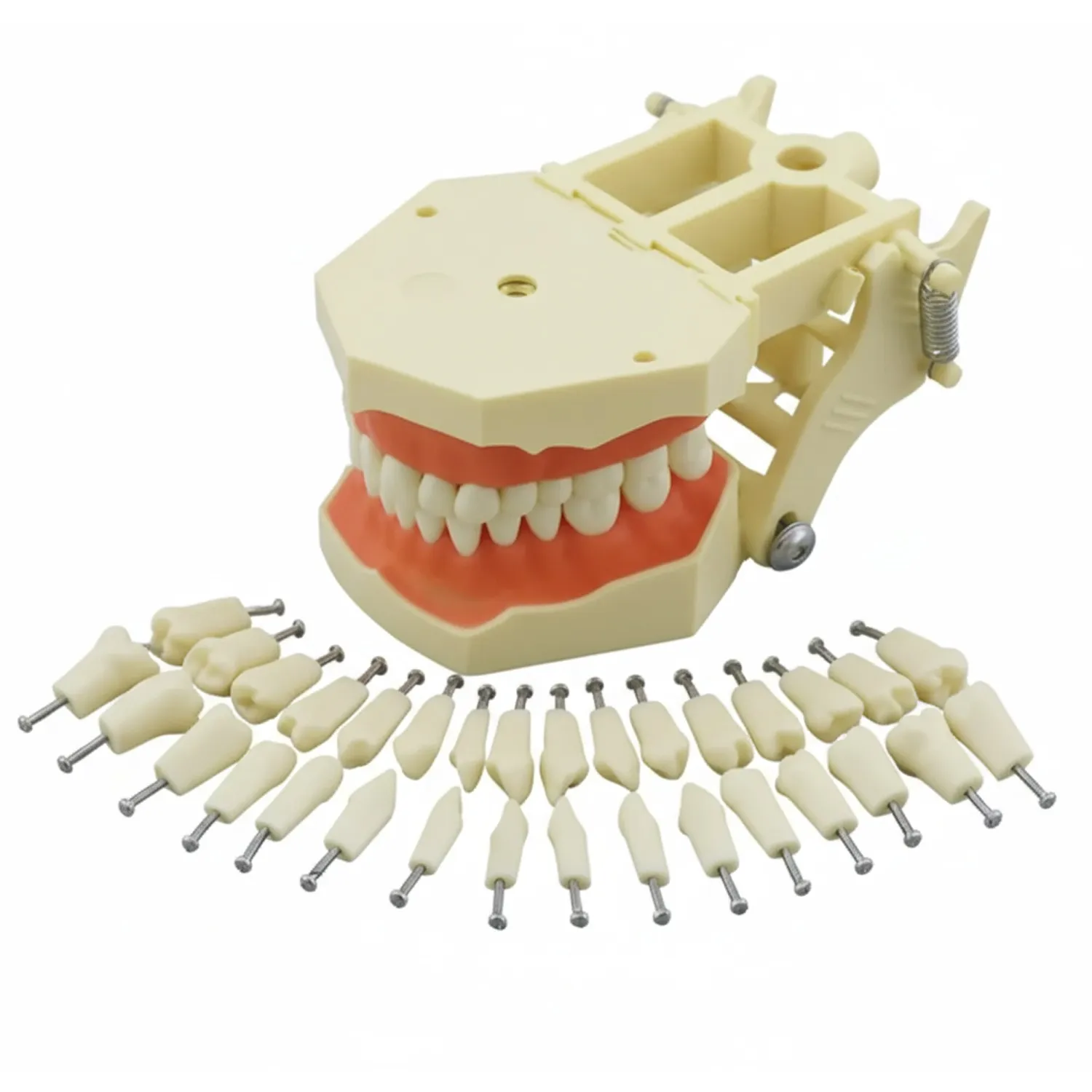 iDENTical Typodonts For Frasaco Type Jaw Set Individual M8022