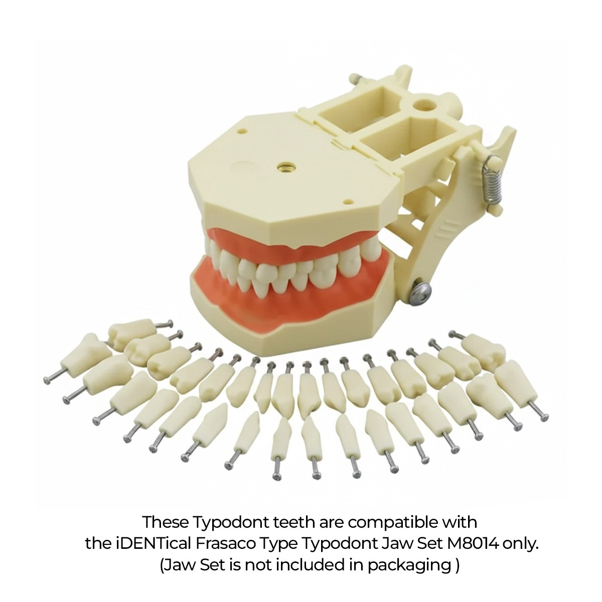 iDENTical Typodonts For Frasaco Type Jaw Set Individual M8022