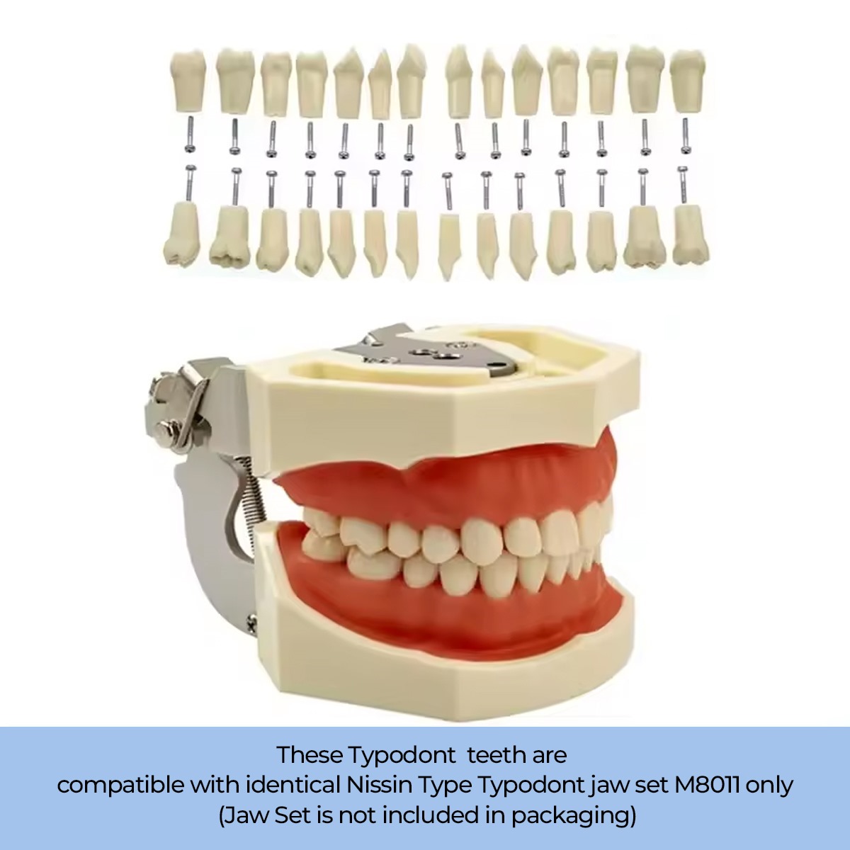IDENTical Typodonts For Nissin Type Jaw Set - Individual
