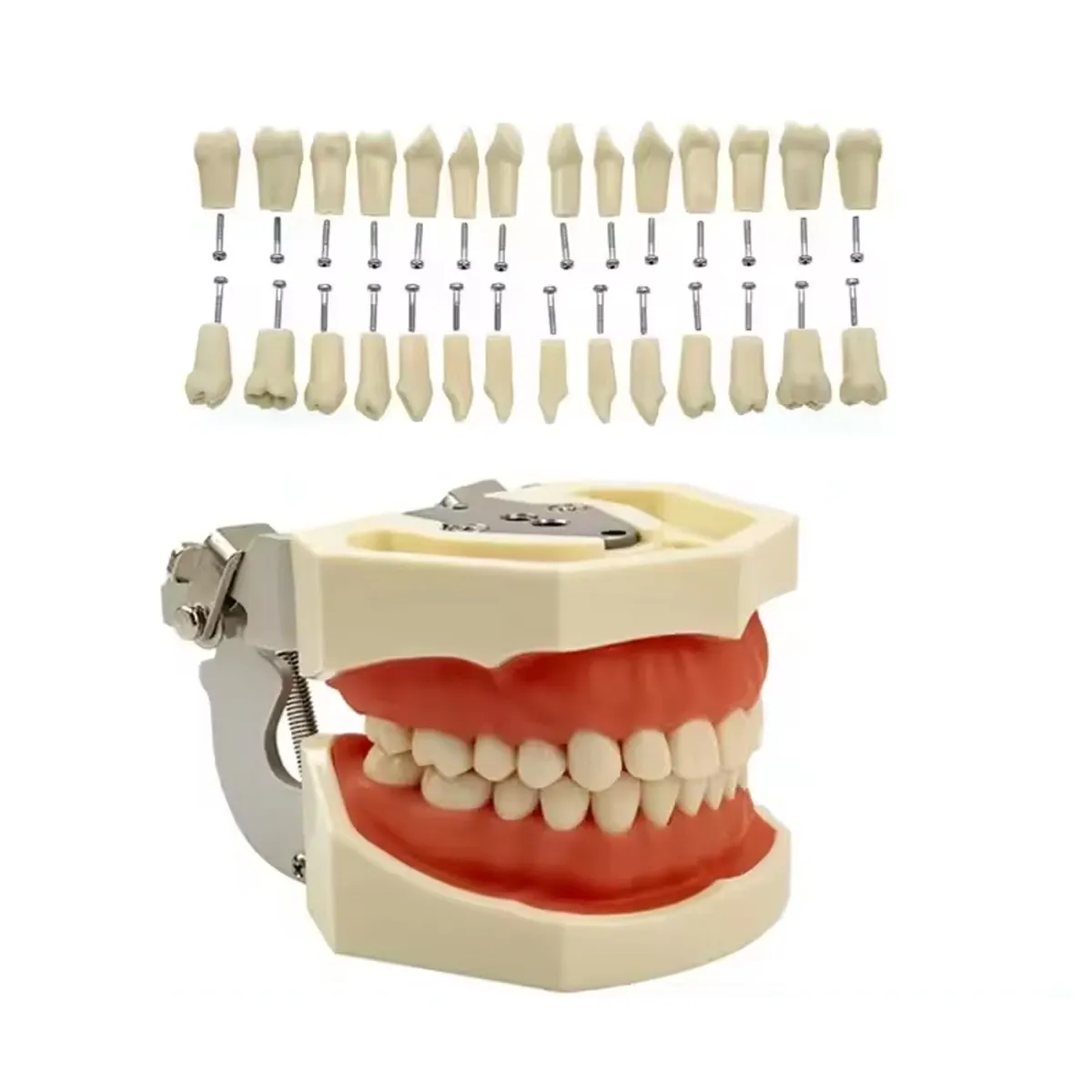 IDENTical Typodonts For Nissin Type Jaw Set - Individual