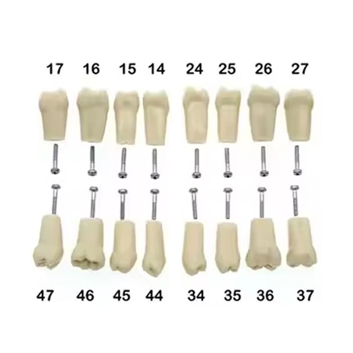 iDENTical Typodonts For Frasaco Type Jaw Set Individual M8022