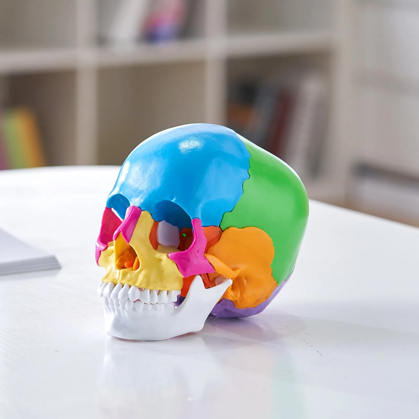 iDENTical Anatomical Skull Model Colored With Magnet M5015