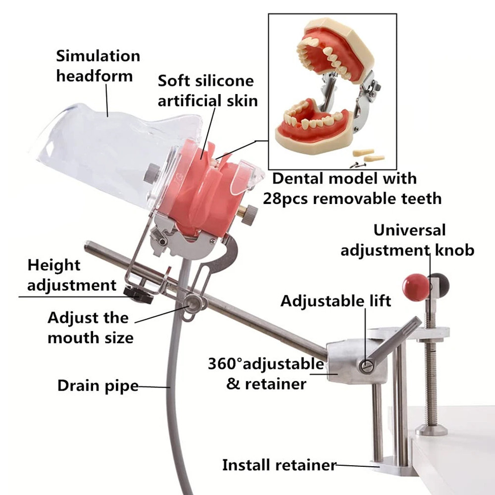 Identical Table Mount Portable Dental Manikin (M1003-3)