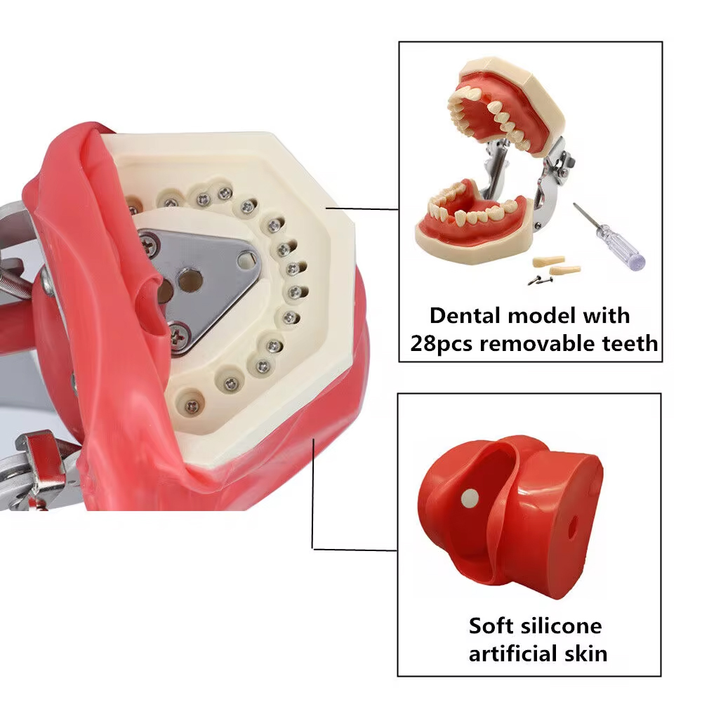 Identical Table Mount Portable Dental Manikin (M1003-3)