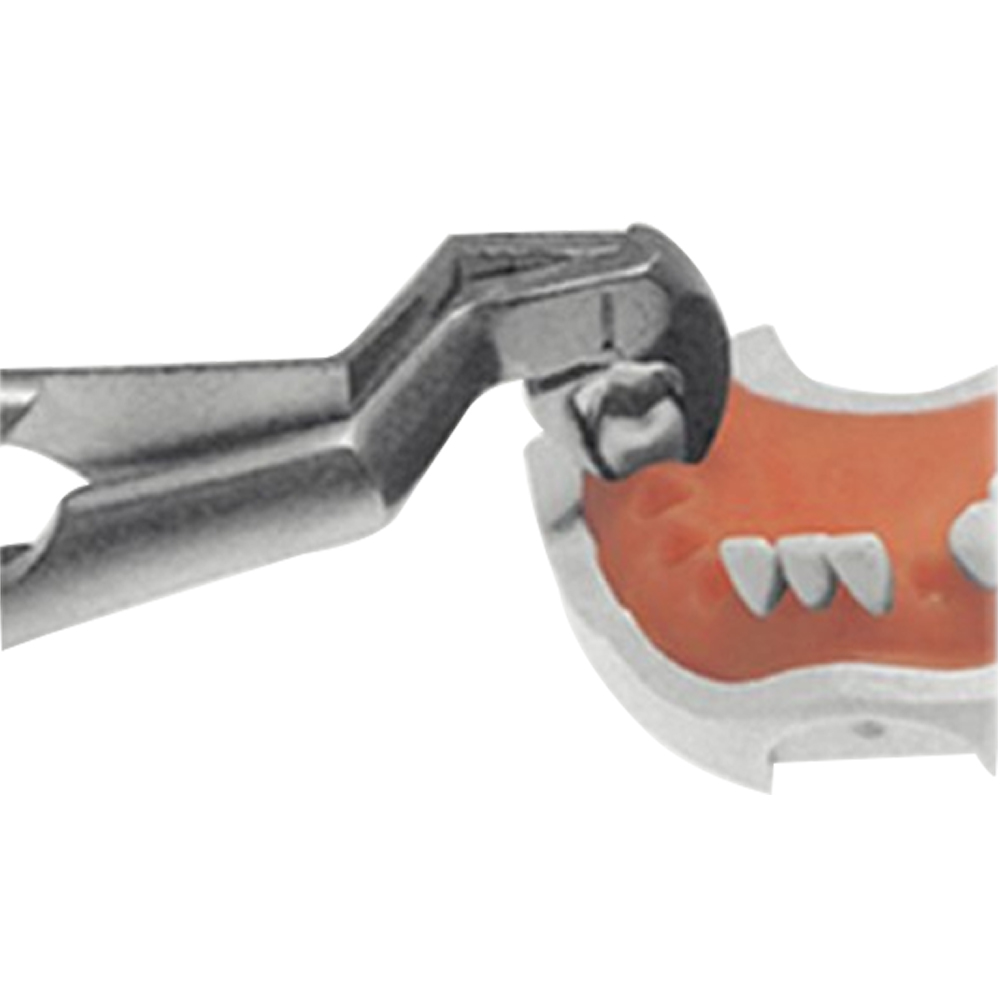 GDC Extraction Forceps Special Wisdom Routrier