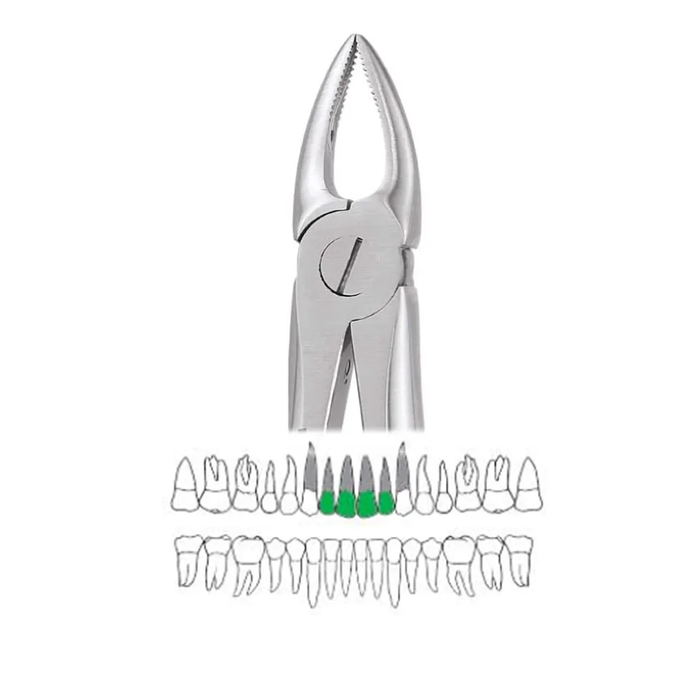 GDC Extraction Forceps Upper Molars Right Standard - (FX89S) | Dentalkart