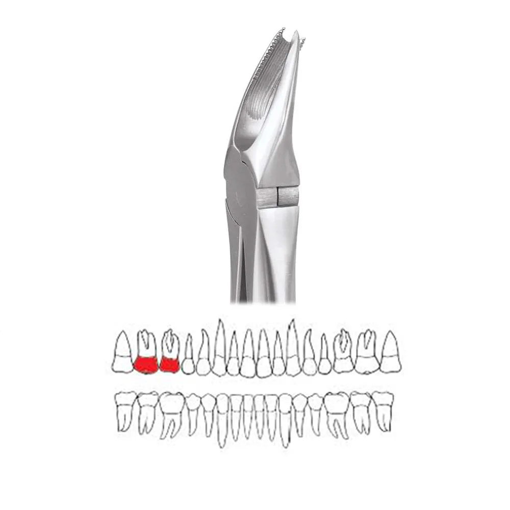 Buy GDC Extraction Forceps Upper Molar Right Premium Cowhorn- FX89P ...