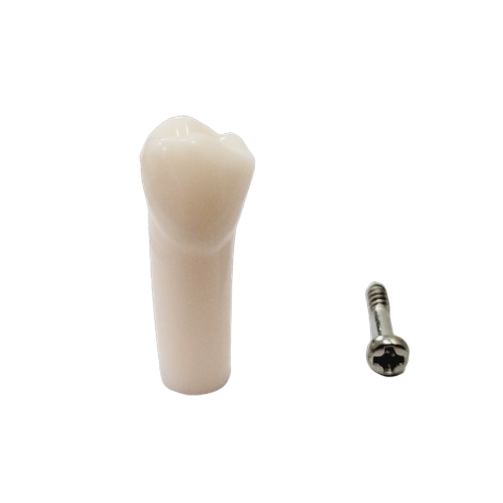 iDENTical Typodonts Lower Left Second Premolar For Nissin Type Jaw Set - Individual - 35