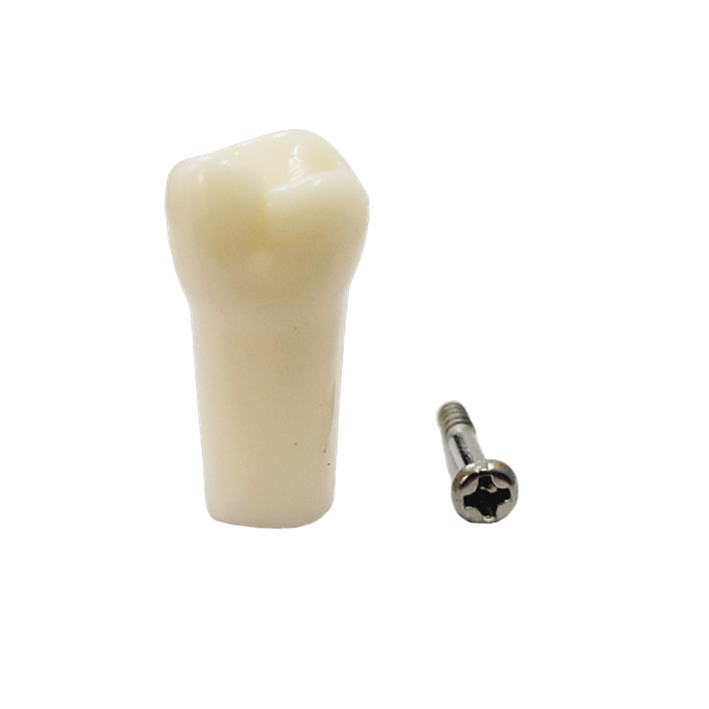 iDENTical Typodonts Upper Right Third Molar For Nissin Type Jaw Set - Individual - 18