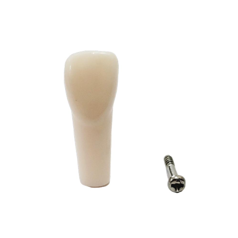 iDENTical Typodonts Lower Right Canine For Nissin Type Jaw Set - Individual - 43