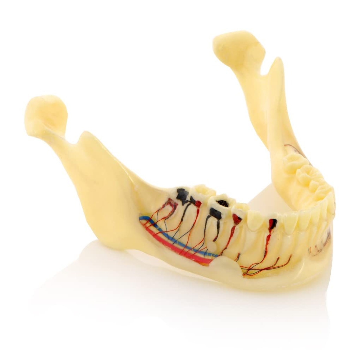 iDENTical Mandible Bone Model M4014